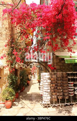 Una fotografia di una stretta strada fiancheggiata da bouganville a Nauplio o Nauplio, una città costiera situata nel Peloponneso in Grecia. È la capitale dell'unità regionale dell'Argolide e un'importante destinazione turistica. Fondata nell'antichità, la città divenne un importante porto marittimo nel Medioevo durante la Frankokratia come parte della signoria di Argo e Nauplia, inizialmente detenuta dai de la Roche dopo la quarta crociata prima di passare sotto la Repubblica di Venezia e, infine, l'Impero ottomano. La città era la seconda capitale della prima Repubblica ellenica e del Regno di Grecia, fro Foto Stock