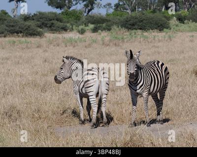 Le zebre delle pianure sono l'animale nazionale del Botswana. Sono abbondanti e residenti nell'area di Okavango a causa della disponibilità di acqua tutto l'anno. Foto Stock