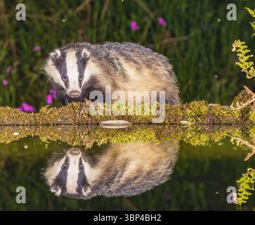 Badger a Water's Edge Foto Stock