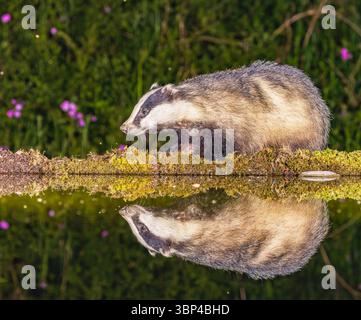 Badger a Water's Edge Foto Stock