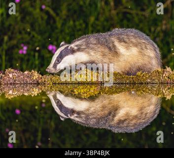 Badger a Water's Edge Foto Stock