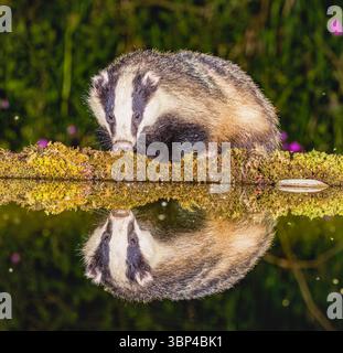 Badger a Water's Edge Foto Stock