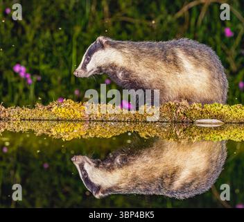 Badger a Water's Edge Foto Stock