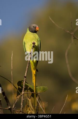 Il bellissimo Slaty Head Parakeet è arroccato Foto Stock