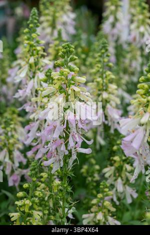 Digitalis Purpurea "Mela Blossom" con orchidee insolite come rosa pallido e fiori bianchi in estate. Foto Stock
