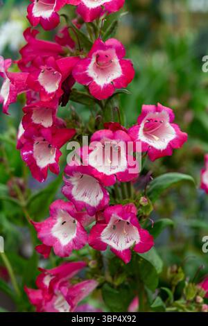 Penstemon 'Phoenix Magenta', una pianta da giardino perenne che fiorisce in estate. Foto Stock