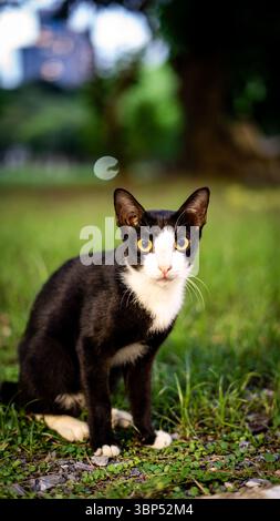 Gatto bianco e nero nel parco Foto Stock