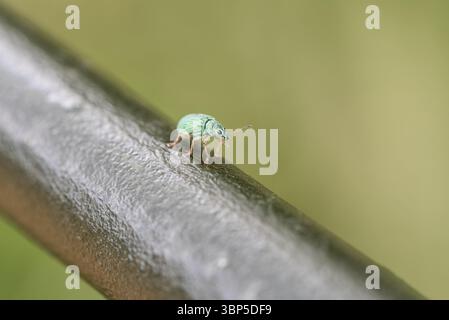 Riposa l'immigrato verde Leaf Weevil (Polydrusus formosus) su una recinzione metallica a Richmond Park, Surrey Foto Stock