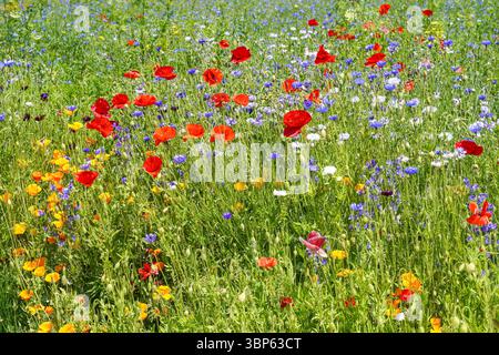 Papaveri rossi selvatici e fiori selvatici nel prato Foto Stock