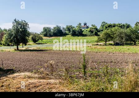 Campi e vigneti sull'isola di Reichenau. È l'isola più grande del Lago di Costanza e si trova nell'Untersee. Vista sui campi agricoli dell'isola di Reichenau, Baden-Württemberg, Germania. In primo piano c'è un campo appena arato, incorniciato dai rami di un melo con frutta acuta. Dietro di esso si trovano campi e alberi verdi e la torre di osservazione Hohenwart sotto un cielo azzurro. Rosendornweg, Reichenau, Baden-Württemberg, Germania Foto Stock