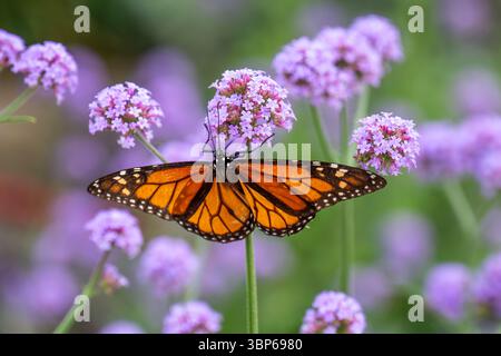 Farfalla monarca che riposa su alcuni fiori rosa Foto Stock