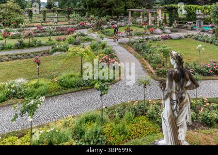 Una persona cammina attraverso il roseto in fiore sull'isola di Mainau sul lago di Costanza vicino a Costanza, Germania, godendosi la varietà di rose e i sentieri ben curati, mentre una statua classica in primo piano attira l'attenzione sui giardini Foto Stock
