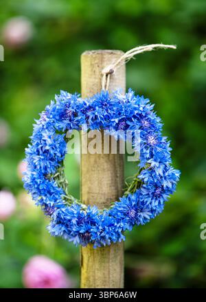 Splendida corona di fiori di corno blu freschi appesi sul vecchio palo di recinzione in legno. (Centaurea cyanus) artigianato artigianale con fiori. Foc. Selettivo Foto Stock