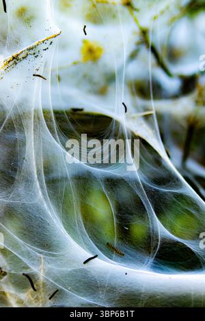 Caterpillari della falena ermellata di ciliegio-uccello (Yponomeuta evonymella) all'interno di rete di seta su rami di arbusti Foto Stock