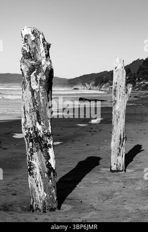 Arch Cape, Oregon - 26 novembre 2015: Due tronchi di legno di mare intemprati si ergono alti sulla spiaggia sabbiosa, gettando lunghe ombre al sole. Le onde dell'oceano c Foto Stock