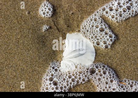 Arch Cape, Oregon - 26 novembre 2015: Un dollaro di sabbia riposa sulla spiaggia, parzialmente sommersa dalle onde spumeggianti, mostrando la bellezza dell'Oregon. Foto Stock