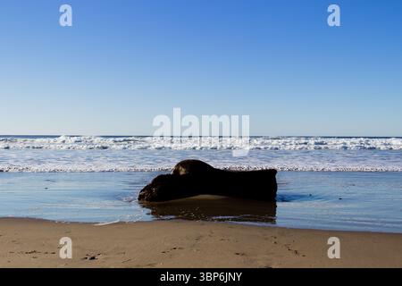 Arch Cape, Oregon - 26 novembre 2015: Un grande pezzo di driftwood si trova sulla spiaggia mentre la marea si muove, creando una vista panoramica della costa dell'Oregon. Foto Stock