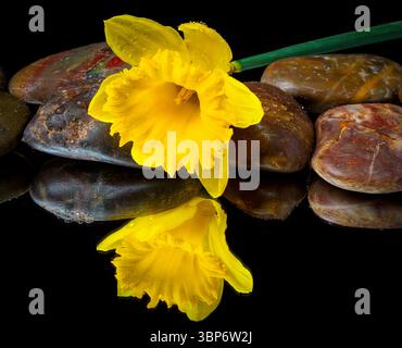 Daffodil giallo sulle pietre del fiume bagnato con la natura morta di Dew Foto Stock