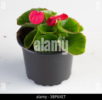 Begonia rossa fiorita in un sottofondo naturale isolato con percorso di ritaglio Foto Stock