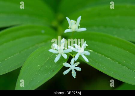 Star Solomon's Seal (Maianthemum stellatum) lungo l'Iron Mountain Trail, Willamette National Forest, Oregon Foto Stock