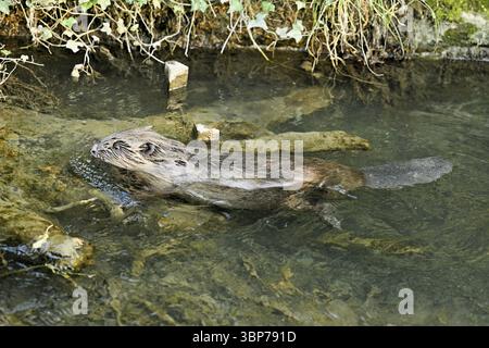Castoro eurasiatico, castoro europeo (fibra di Castor), nuoto in un ruscello, Canton Zugo, Svizzera, Europa Foto Stock