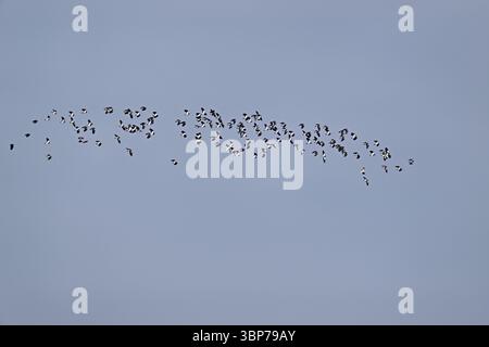 Un gruppo di lapwings (Vanellus vanellus) in volo, Flachsee, Canton Argovia, Svizzera, Europa Foto Stock