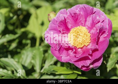 Peonia in foglia di felce Paeonia tenuifolia, fiore rosa brillante con stami gialli primo piano Foto Stock