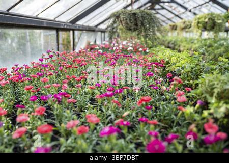 Interno della serra con dianthus in fiore, messa a fuoco morbida. Fiori di garofano preparati per la vendita coltivati nel vivaio. Affari floreali, giardinaggio Foto Stock