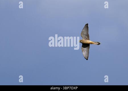 Turmfalke bei der Jagd. Femmina caccia al gheppio comune Foto Stock