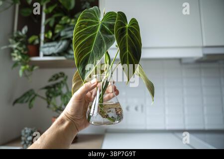 Persona che tiene un vaso di vetro con germogli di filodendron melanochrysum con radici, interni di casa con piante da casa sullo sfondo. Propaga semplice Foto Stock