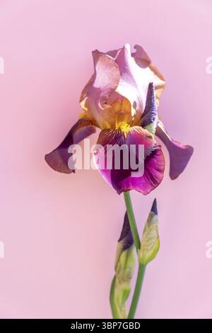 Bellissimo fiore di Iris blu su sfondo rosa. Fioritura estiva Foto Stock