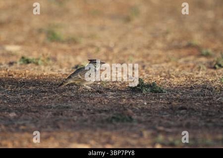 Larice teclale vicino a Punta prima a Minorca Foto Stock