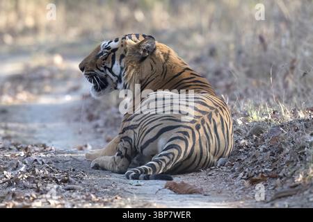 Tigre (Panthera tigris), tigre del Bengala o tigre indiana, gatto grosso (Pantherinae), carnivoro (Carnivora), in pericolo critico, maschio, riposa nei morni Foto Stock