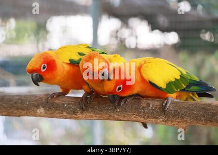 Coppia Sun Conure che prepara il suo amore, un pappagallo dai colori vivaci originario del nord-est del Sud America Foto Stock