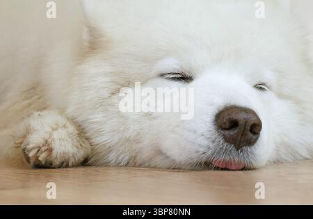 Adorabile cane samoidato che dorme felicemente sul pavimento del soggiorno Foto Stock