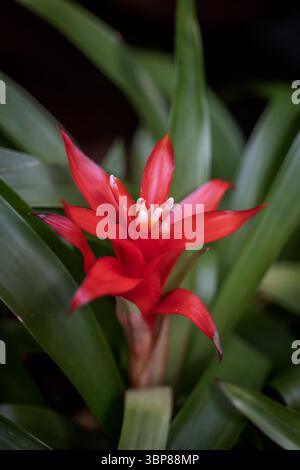 Guzmania lingulata, stella scarlatta o Droophead tufted airplant, pianta perenne a fiore sempreverde della famiglia delle Bromeliaceae. Foto Stock