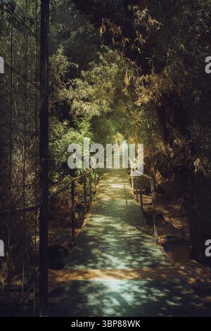 Un percorso attraverso una fitta foresta, giorno d'estate, passando attraverso un parco vicino al fiume Sava a Belgrado, in Serbia. Foto Stock