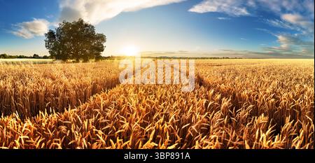 Il frumento si rifugiarono panorama con albero al tramonto, paesaggio rurale - Agricoltura Foto Stock