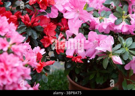 Un mazzo vibrante di fiori rosa e rossi splendidamente disposti in pentole Foto Stock