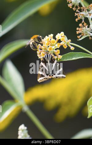 Bandiera spagnola (Euplagia quadripunctaria) e Field Bumblebee (Bombus pascuorum) su Buddleia. Russischer Baer (Euplagia quadripunctaria) und Ackerhummel Foto Stock