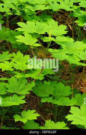 Devils Club (Oplopanax horridus) lungo il Pamelia Lake Trail, Mt Jefferson Wilderness, Willamette National Forest, Oregon Foto Stock