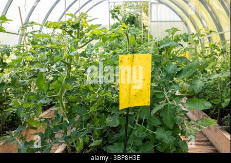 Pannello giallo adesivo per colla per insetti volanti appeso all'interno della serra. Piante di pomodoro che crescono in estate. Concetto di controllo fitosanitario agricolo. Foto Stock