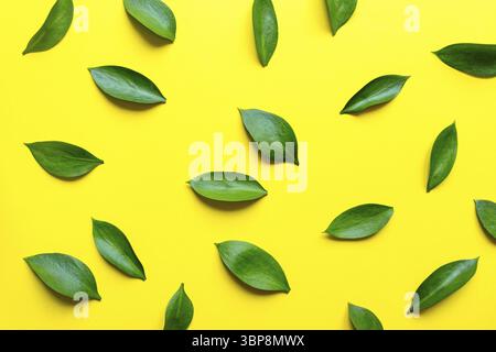 Composizione delle foglie di ruskus. Disposizione piatta, vista dall'alto. Estate creativo sfondo minimo con foglie tropicali. Modello di lamella Foto Stock