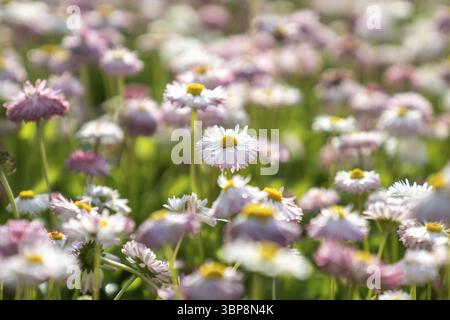 Pomponette Blooming Bellis perennis, fiori di margherita inglesi crescono nel primo piano del giardino, focalizzazione morbida Foto Stock