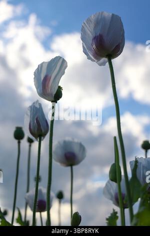 Primo piano di fiori di papavero bianchi chiusi contro un cielo blu con nuvole Foto Stock