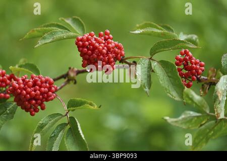 Roter Holunder (Sambucus racemosa). Sambuco rosso (Sambucus racemosa) Foto Stock