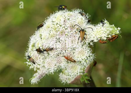 Verschieden Kaeferarten auf Wilder Moehre. Diverse specie di coleotteri sulla carota selvatica Foto Stock