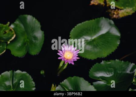 Fiore di loto rosa centrato con tamponi di giglio circostanti sull'acqua scura Foto Stock