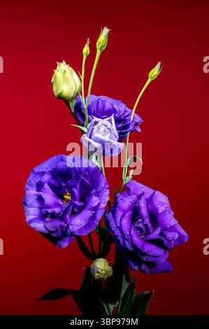Eustoma Vibrant Purple Fiori e gemme su sfondo rosso Foto Stock