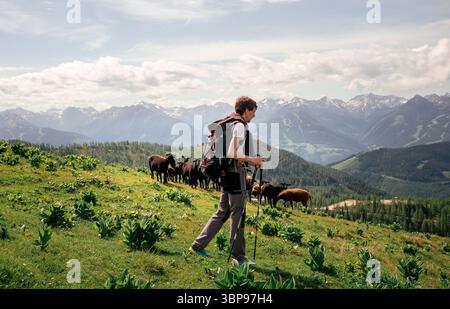 Escursionista che osserva le pecore pascolate sul prato alpino delle montagne austriache Foto Stock